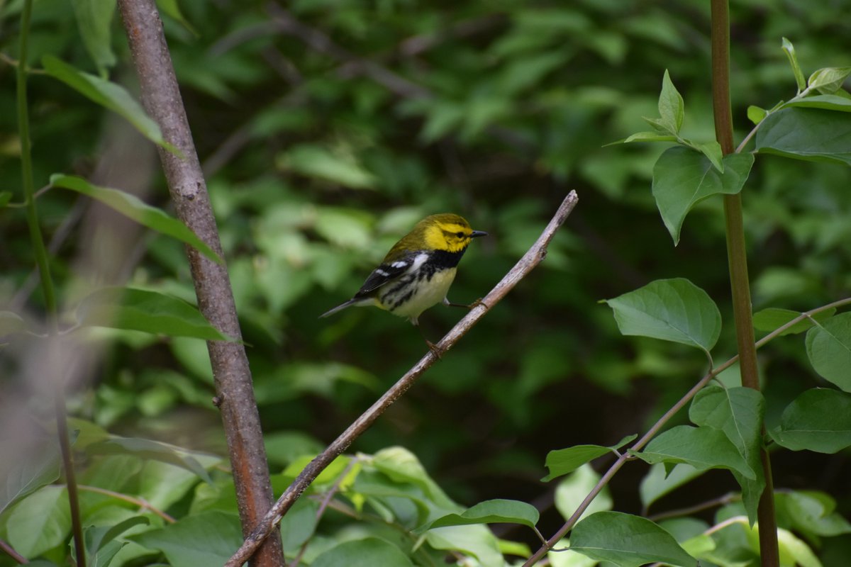 SummitSWCD's tweet photo. Can you name this bird? ๐ฆ
Many bird watchers know its distinctive and persistent song, sometimes transcribed as 'trees trees I love trees'.
*Join the fun and write your guess in the comments below. I will like ๐ your comment if you get it right.
#sswcd #ohio #birds https://t.co/67Bw04007Y