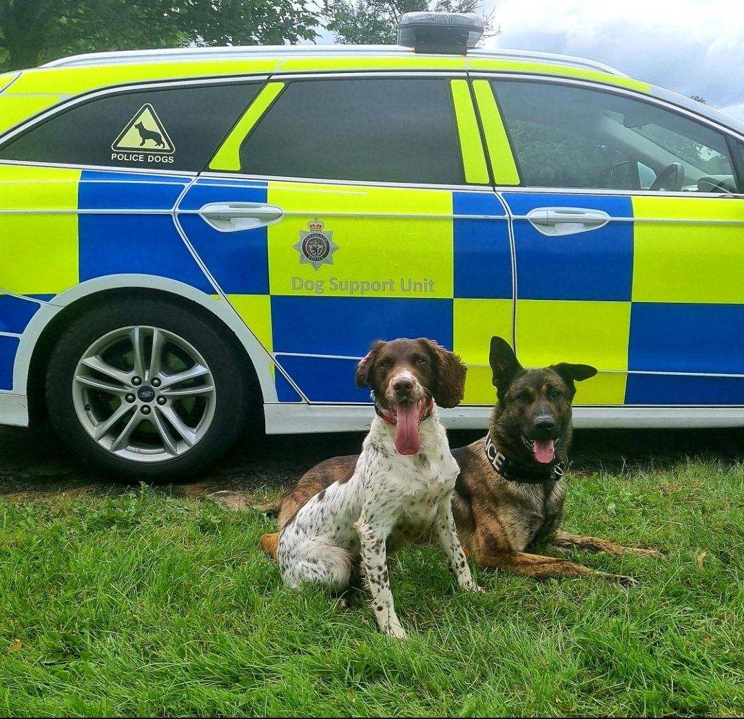 JonnyMc45388162's tweet photo. 2 down 2 to go! 🐾 #PDMoose #TPDHarper https://t.co/hCfB1UD0YE
