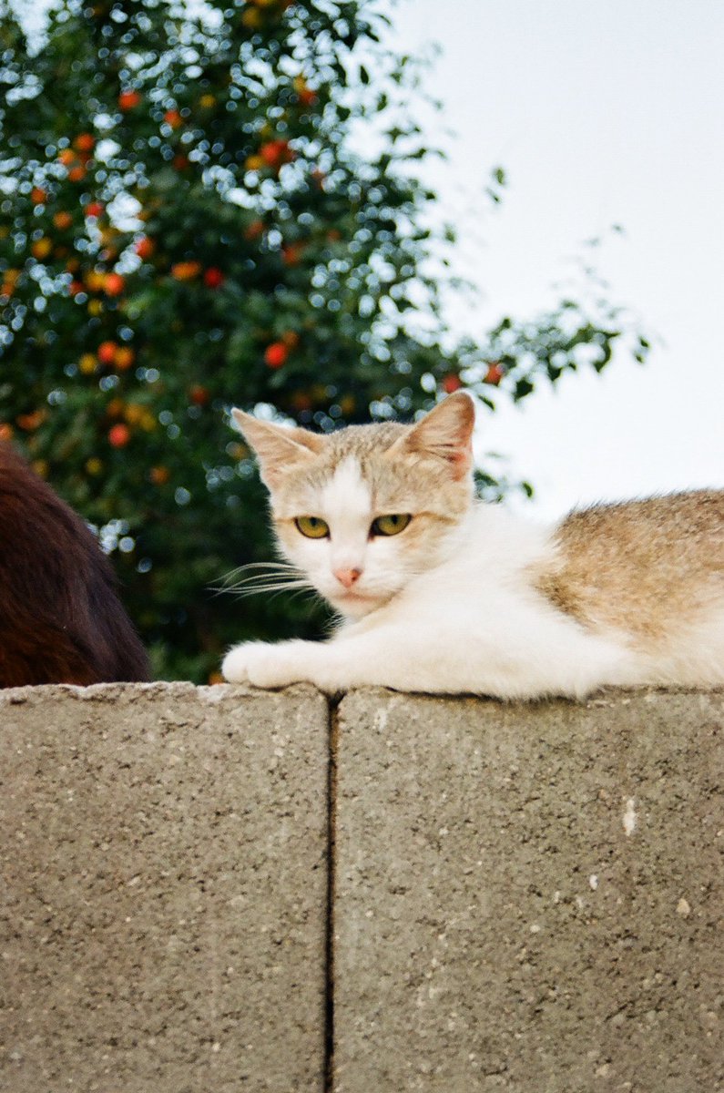 iuliaiakobb's tweet photo. #catsonfilm #35mm #nikonf65 #kodakcolorplus200 #shootfilm https://t.co/uaOd0l6aLV