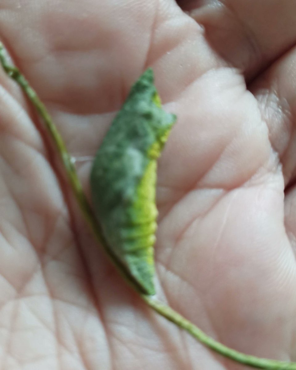 gquilts's tweet photo. I may see a swallowtail soon. He was all bright green until this AM.
.
.
#butterflyeggs🐛 #butterfly #chrysalis #swallowtail #pupate #bbfly #eclose https://t.co/7OOB1PTH89