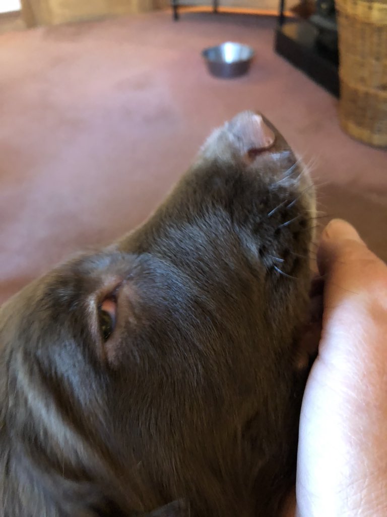 Young pup. Eye been like this since they opened. Other eye perfect. Is this something operable to improve it?  #supervet #Vets