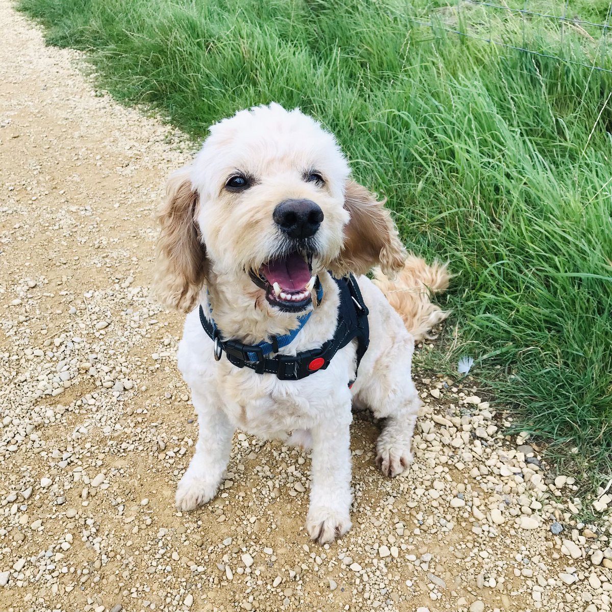 Enjoying a windy walk with this happy chap after a busy shift today! 🐶 🐾 #Cockapoo #JustWhatINeeded