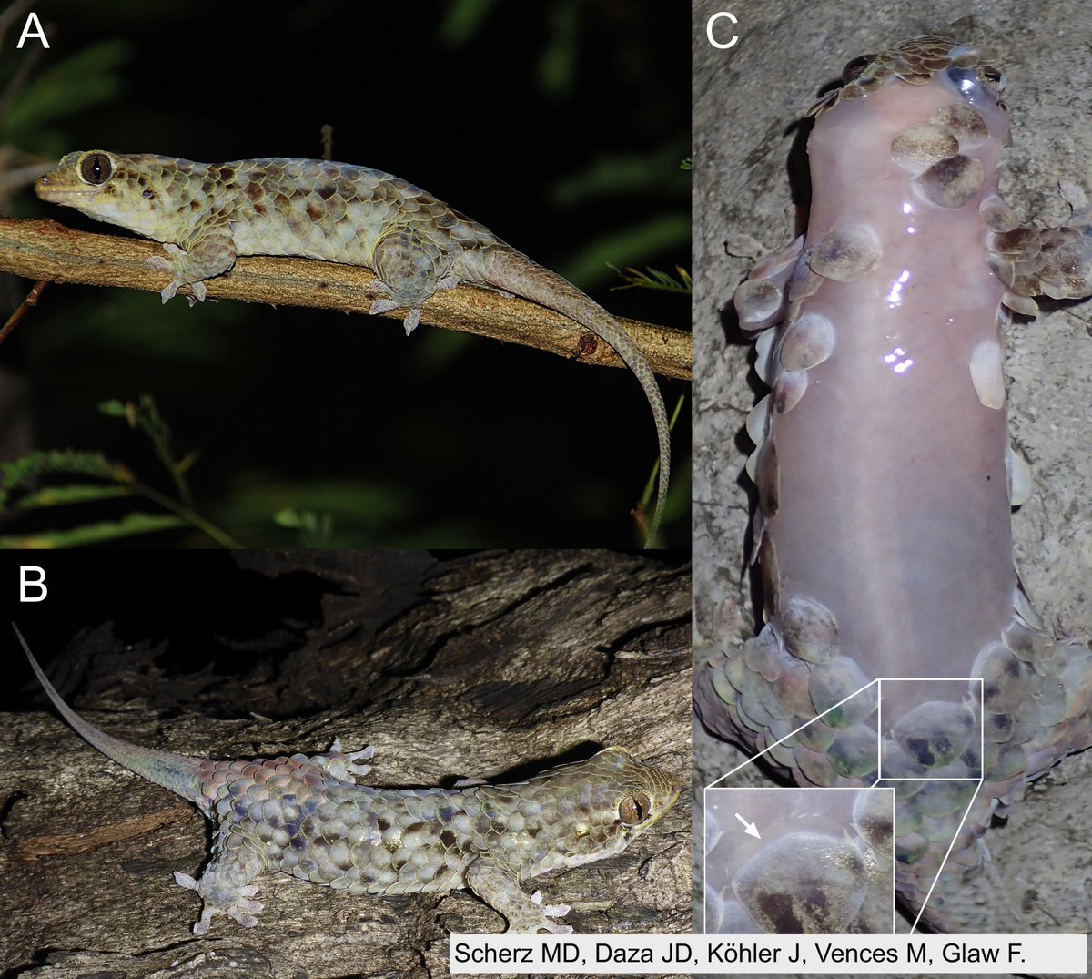 The Fish-Scale Gecko (Geckolepis megalepis) lives in the karst formations of Northern Madagascar.

They have incredibly large scales that will shed off if a predator tries to grab them. What a cool adaptation for an extraordinary lizard!