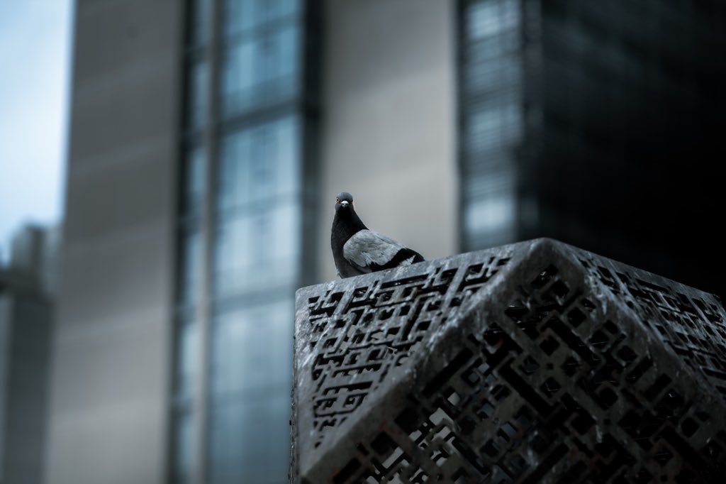 🐦 dark skies