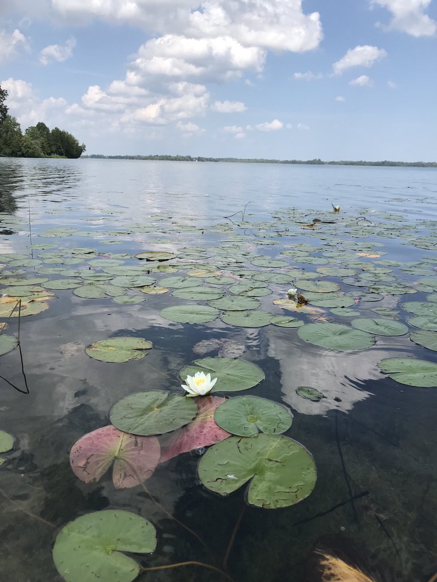 alisonmerlot's tweet photo. Did this today #VartyLake. Saw an Eagle, Kingfisher, Great Heron, Mallard ducks. It was magical https://t.co/ShmyBMN3dT