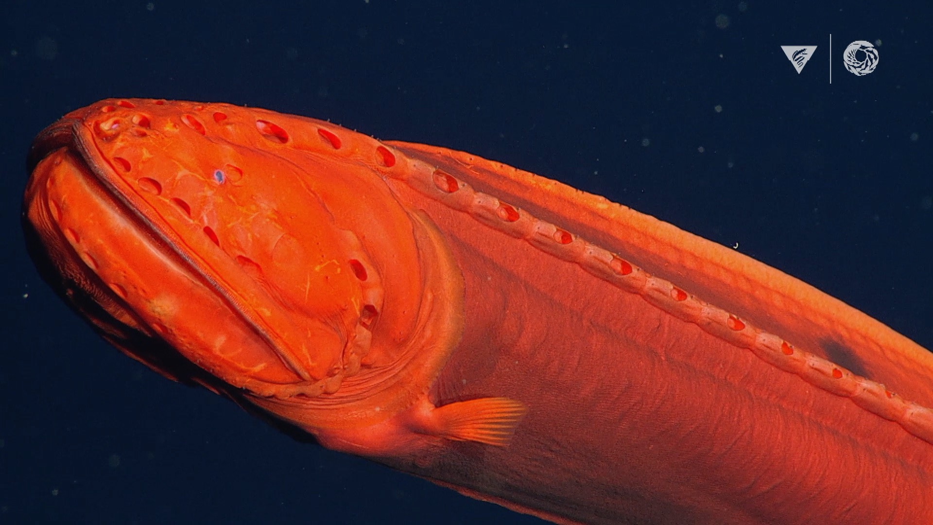 MBARI on Twitter: "#FreshFromTheDeep: A whalefish was spotted last week with ROV Doc Ricketts! #
