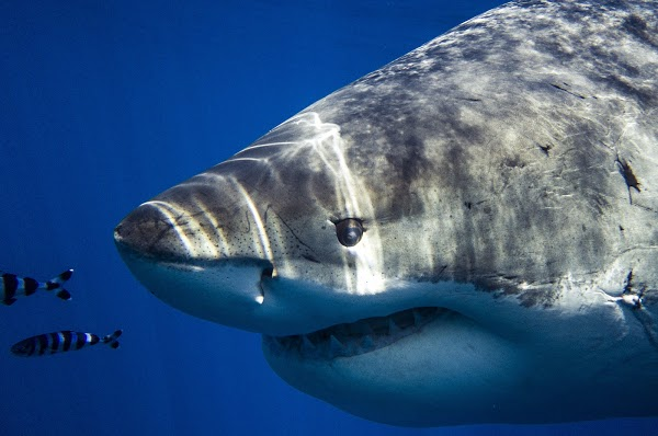 joginft's tweet photo. Project Showcase - Michael Muller x Sharks

• Award-winning photographer with credits ranging from Marvel movies to Vanity Fair
•  Genesis drop
•  5 editions of 10, 5 auctioned 1/1s
•  Auction winners win a 4-5 day shark dive trip in Mexico

https://t.co/mdKjTE3T1M https://t.co/Ap68blr30S