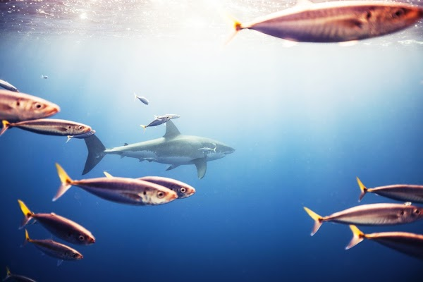 joginft's tweet photo. Project Showcase - Michael Muller x Sharks

• Award-winning photographer with credits ranging from Marvel movies to Vanity Fair
•  Genesis drop
•  5 editions of 10, 5 auctioned 1/1s
•  Auction winners win a 4-5 day shark dive trip in Mexico

https://t.co/mdKjTE3T1M https://t.co/Ap68blr30S