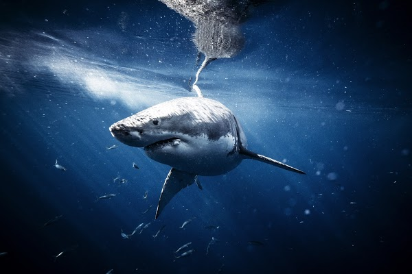 joginft's tweet photo. Project Showcase - Michael Muller x Sharks

• Award-winning photographer with credits ranging from Marvel movies to Vanity Fair
•  Genesis drop
•  5 editions of 10, 5 auctioned 1/1s
•  Auction winners win a 4-5 day shark dive trip in Mexico

https://t.co/mdKjTE3T1M https://t.co/Ap68blr30S