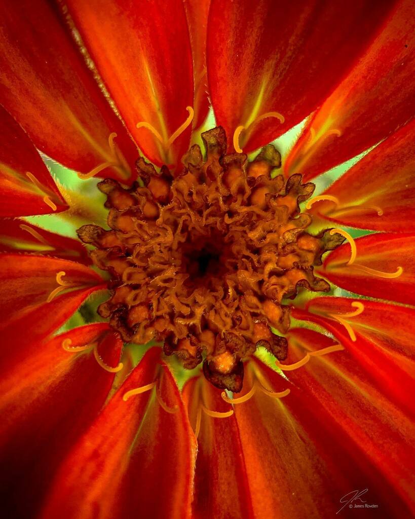 Jimrow's tweet image. It’s all warm colors with this one. 
.
.
.
.
#littlethings #macrophotography  #flowersofinstagram instagr.am/p/CSPllUVpoPq/