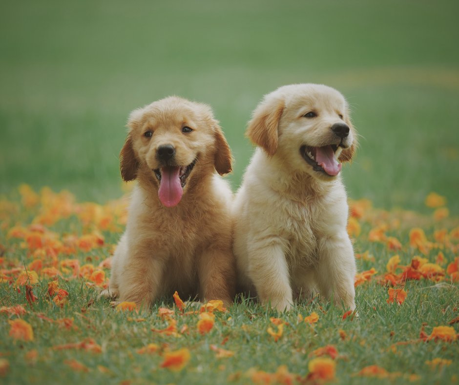 TheWaterDance's tweet photo. August is #NationalDogMonth !!! 🐶🐕🦮🐩🐕‍🦺
👇 ⬇️ Loyal followers, drop a pic of your puppy pals below! ⬇️ 👇

#Dogs #TGIF #Friday #Puppy #Puppies #PuppyLove https://t.co/UYPxgZ0NKx