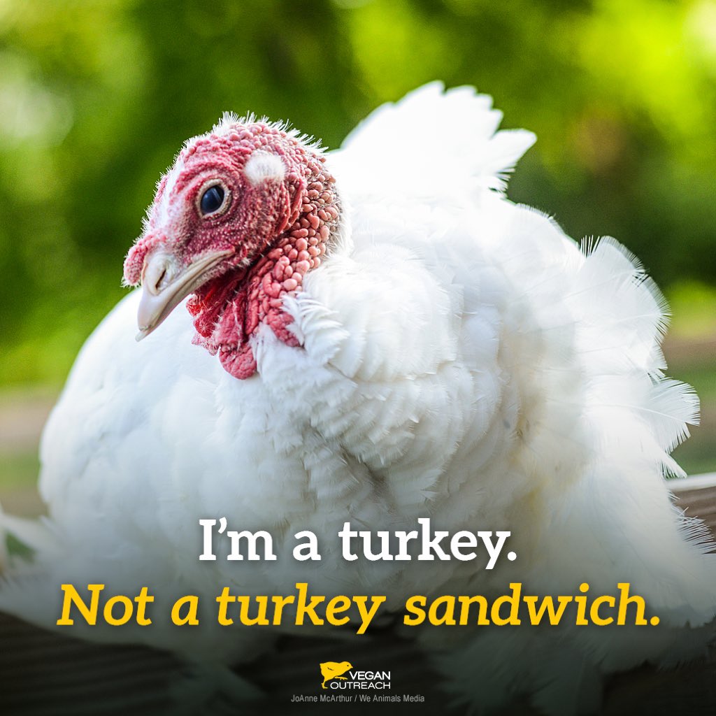 veganoutreach's tweet photo. Animals are more than what we can get from them. https://t.co/TgcW3TcY3w
