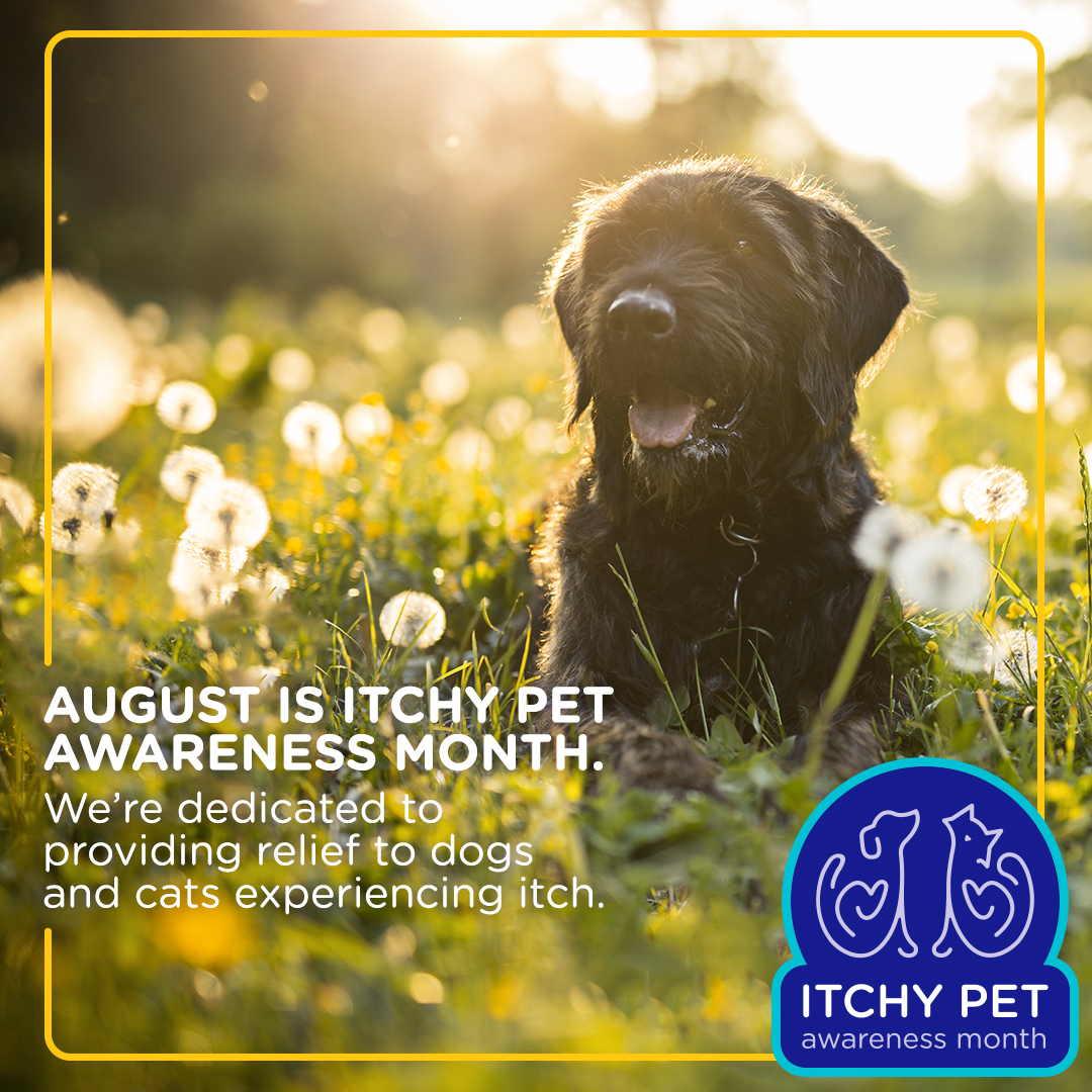 LICVets's tweet image. August is Itchy Pet Awareness Month! Schedule an appointment with us today and see if we can't get itch relief for your pets!