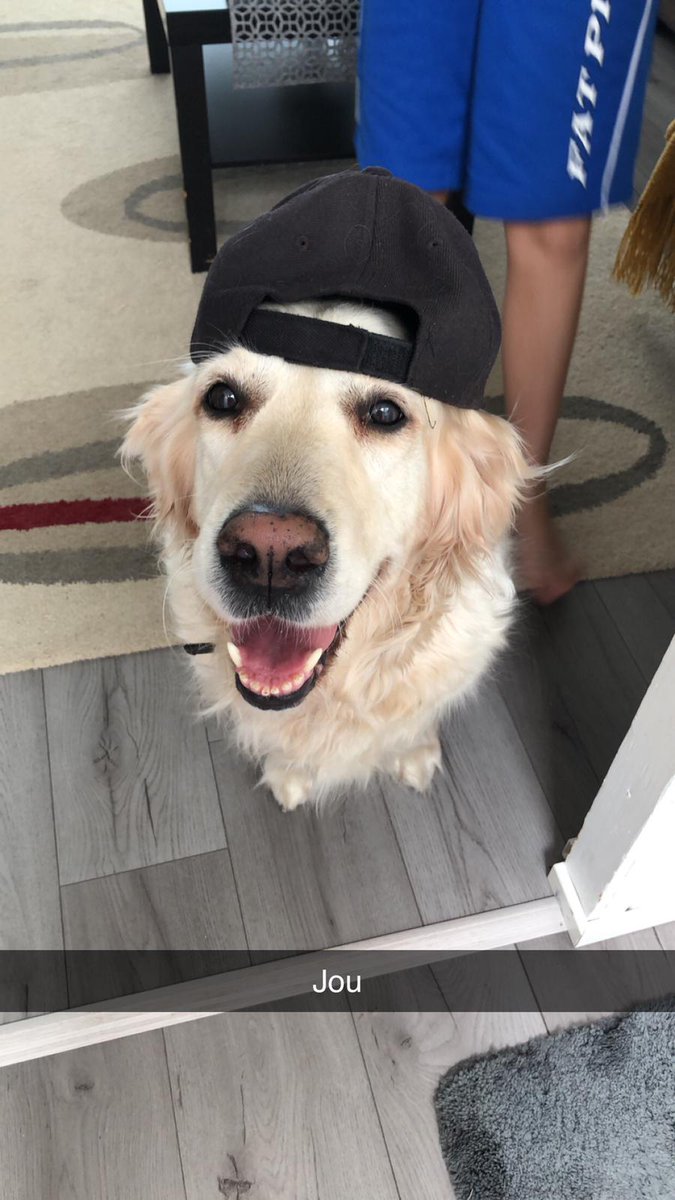 mutsiss's tweet photo. The dog reveal everyone has been waiting. She is golden retriever 5 years old and her name is Hertta which means hearts in english. :) https://t.co/FN2hw45Exg