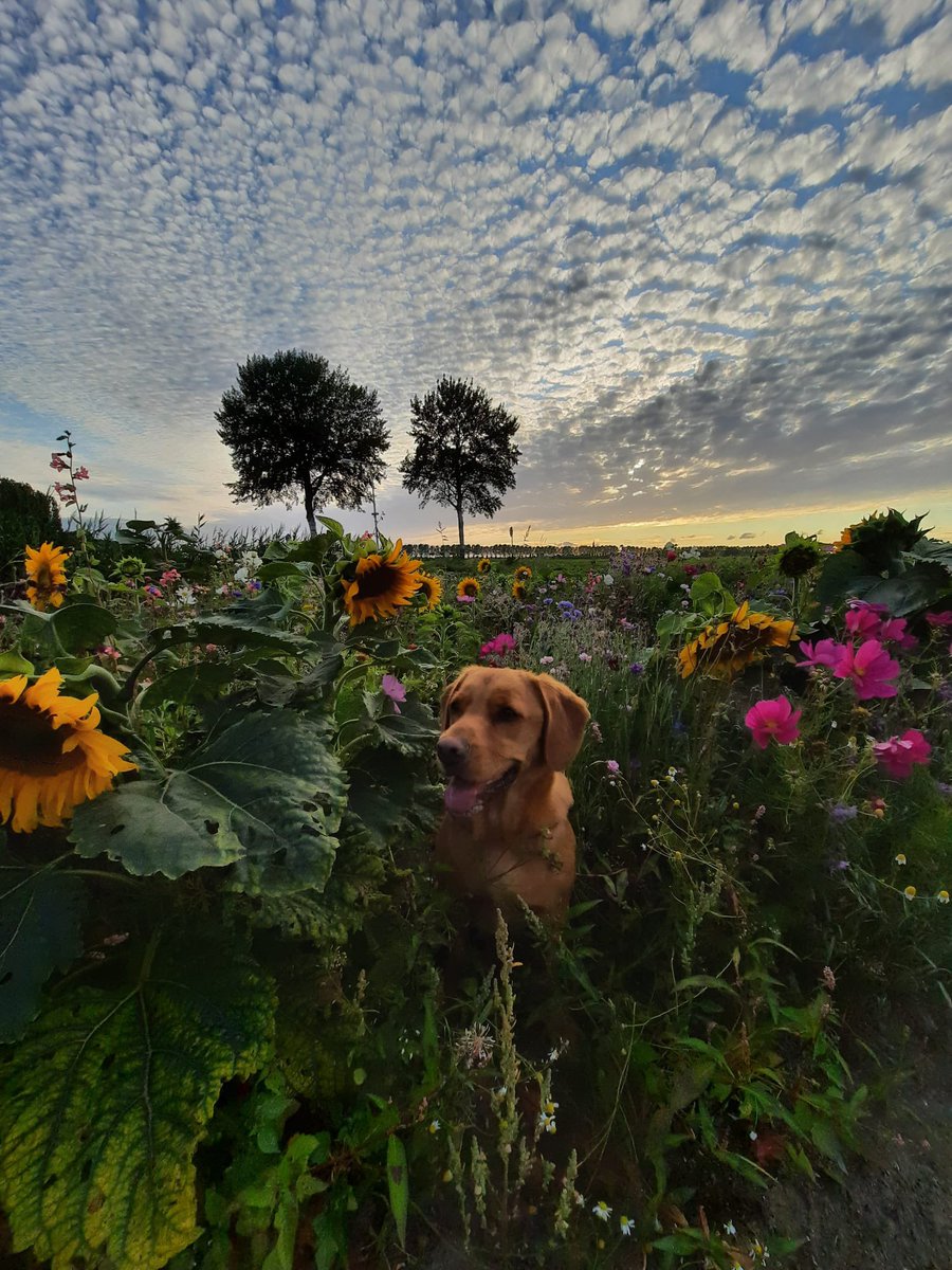 Mooie lucht, mooie bloemen, en een braaf hondje 🥰