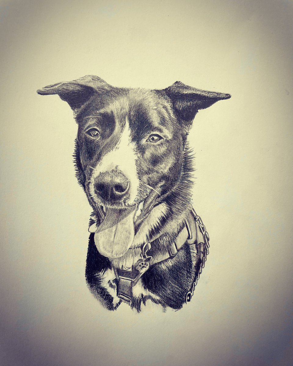 I always lose a load of followers when I post my drawings so apologies if they annoy you 😬
Anyway here’s my latest #Pencildrawing of this lovely one 🐶😍