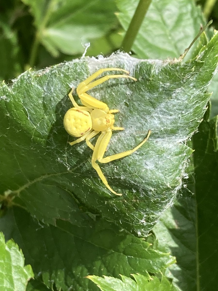 BKeinanen's tweet image. I have seen a few of these beautiful spiders the last couple weeks. I think it might be Misumena vatia, commonly known as the goldenrod crab spider. It can change color from white to yellow to match the flower it is waiting in. #KSCinvertebrates #KSCBio