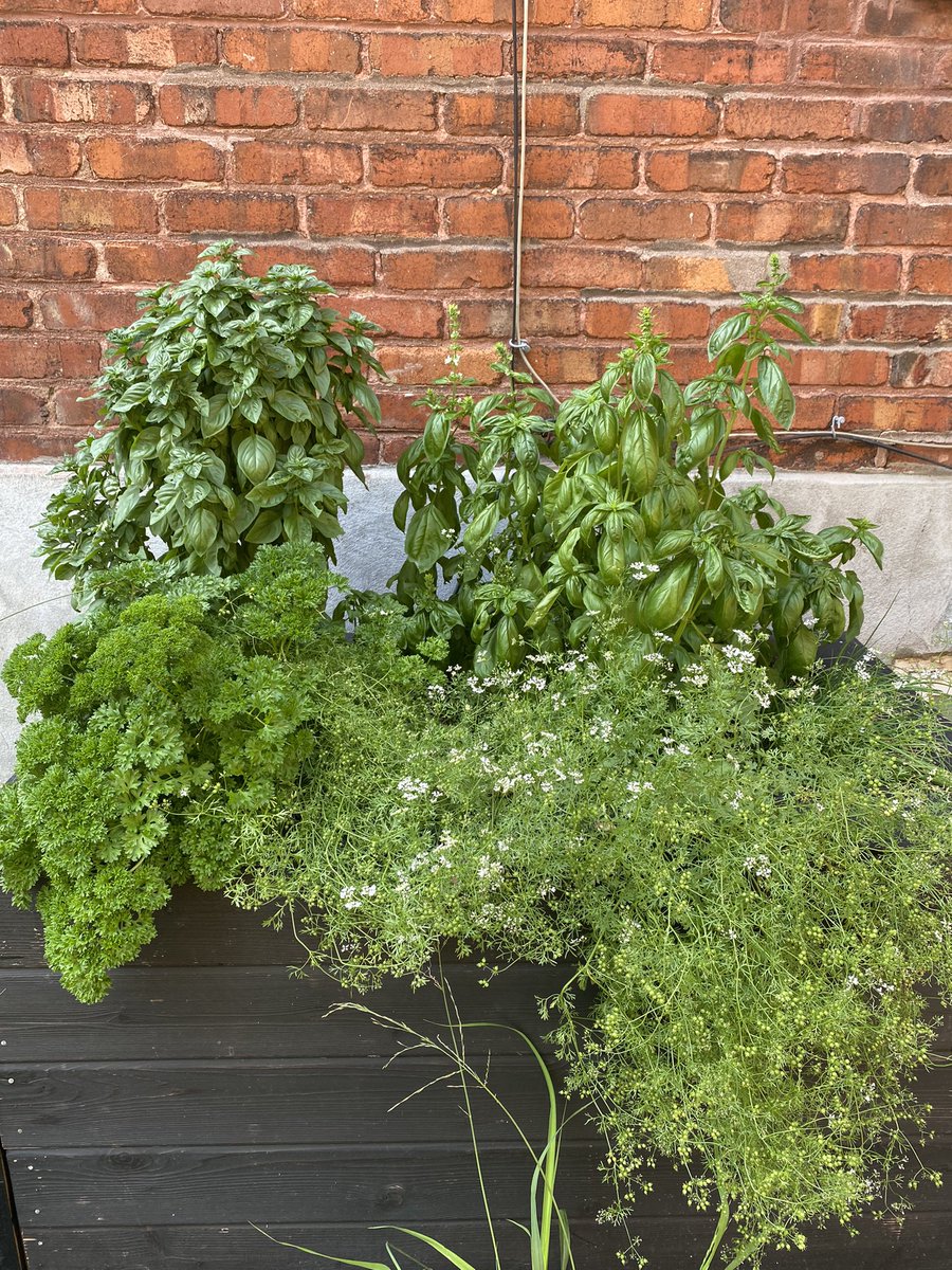 Our #UrbanHerbGarden is in full bloom 😊 The coriander is seeding, so I’m excited to dry them & grind them into powder in a couple weeks.