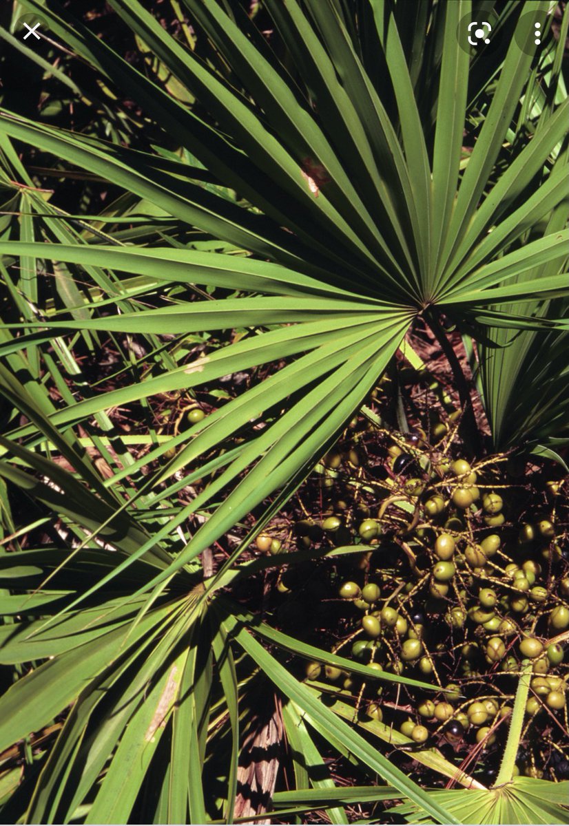 البلميط المنشاري ( saw palmetto ) و يكبح كذلك نفس الإنزيم السابق و يتوفر منه بودر ويؤخذ بجرعة مقننة كمكمل غذائي ( تساقط الشعر الوراثي )