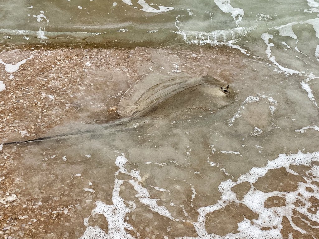 This beautiful stingray washed right against Sissy’s feet today while walking on the beach. I have never seen one come up in such shallow water! It was so neat. 🤔Have you ever seen a stingray come right up on the beach? TheAdventureDetour.com #rving #beachlife #rvcamping #rv