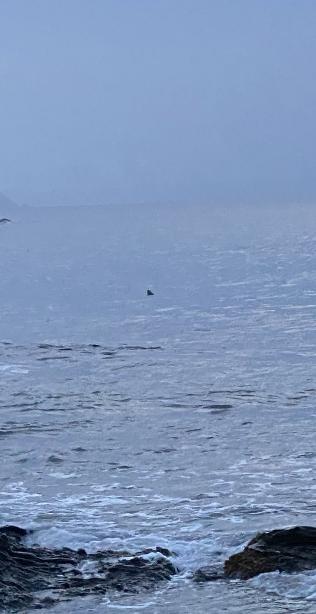 Excuse the rubbish mobile photo, it was taken just after 5am in Cornwall. Couldn’t decide at the time what it was and still no idea. Deffo not a rock and disappeared after a few mins, don’t think it moved enough to be a shark. Any thoughts?