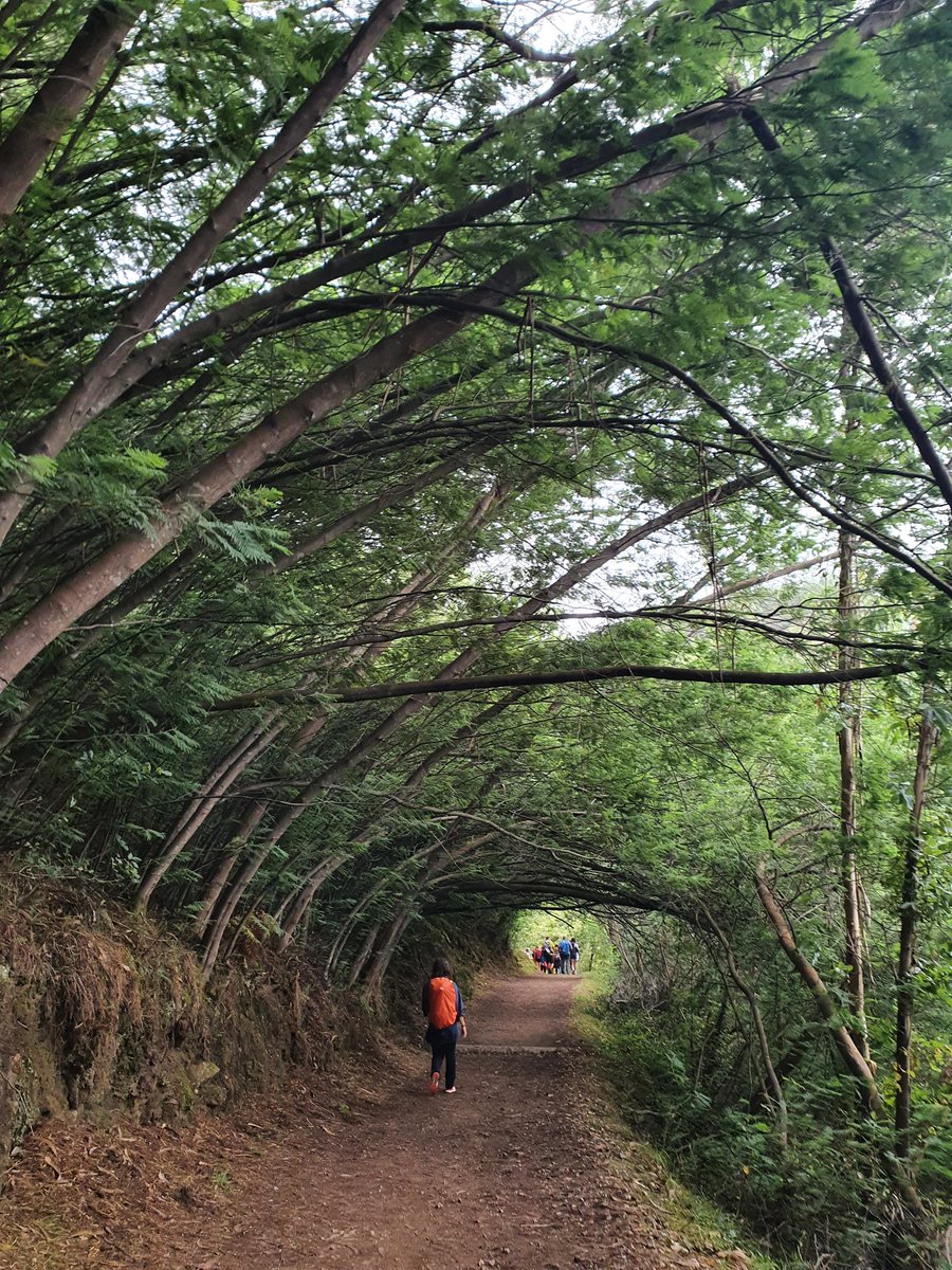 moonbrvth's tweet photo. ¡Quinta etapa terminada! Nos quedan 20 km para finalizar esta aventura. Tengo el pie derecho lleno de heridas y las piernas cansadas. Estoy viviendo nuevas experiencias cada día, descubriendo sitios nuevos y conociendo gente de todos las comunidades y países. Santiago wait 4 us🤞🏻 https://t.co/g3h2g9WSgl