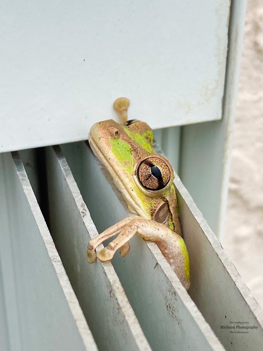 Imagemaker1961's tweet photo. Frog Friday
#frogs #frog #frogsofinstagram #amphibians #nature #froggy #amphibian #frogmemes #toad #cute #toads #treefrog #animals #froglove #wildlife #naturephotography #dartfrogs #photography #treefrogs #phrog #toadsofinstagram #vivarium #frogstagram #reptiles #terrarium https://t.co/rZefTa6Iva