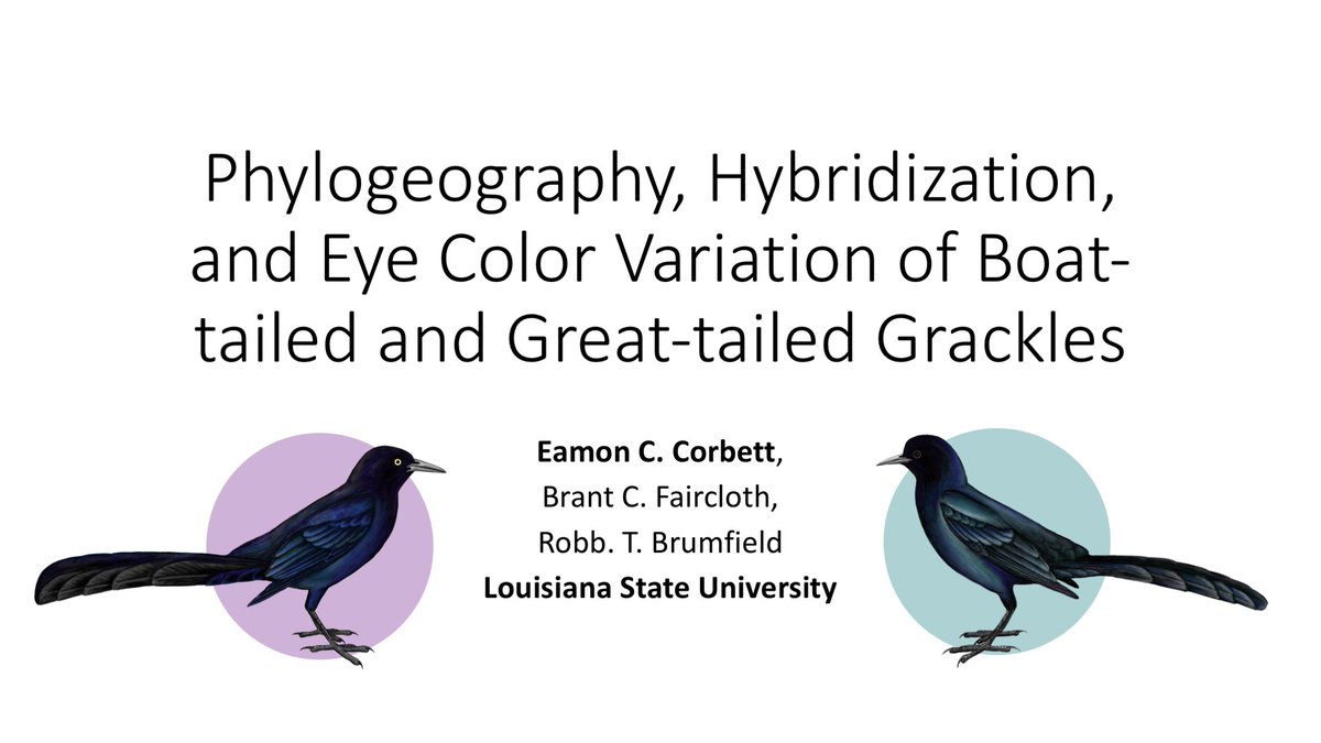 eamon_corbett's tweet image. I&apos;m excited to be sharing some early results from my PhD work on grackles at @AmOrnith #2021AOS_SCO on Monday! Check it out in the very first slot of the conference: at 2pm EDT/ 1pm CDT, Aug 9th, in the Phylogenetics 1 session.