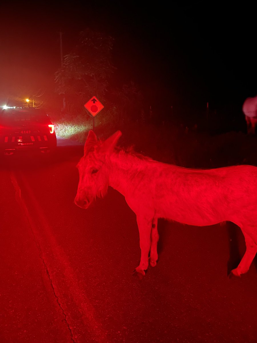 I met Earl the Donkey last night!