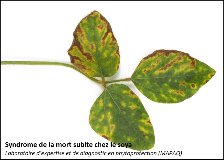 Sujets de l'avertissement du RAP Grandes cultures : Cas confirmés du syndrome de la mort subite chez le soya, chrysomèle des racines du maïs, légionnaire uniponctuée, VGOH, puceron du soya et pourriture à sclérotes agrireseau.net/rap/documents/…