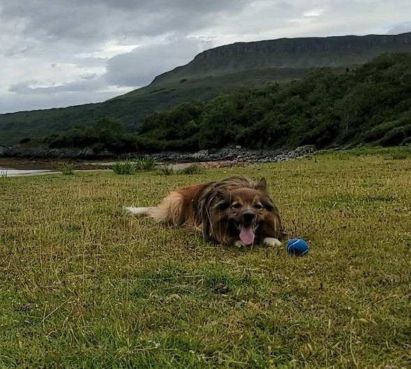 CamasTheCollie's tweet image. Happily, the sheep were elsewhere today so I got to do some work with my ball as a reward. Pottering on the beach was much less interesting. 🐾🐾⚾🙂
#BorderCollie
#ThrowIt
#Singleminded
#FridayThoughts