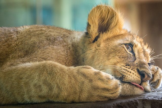 lion cub lying down, tongue out