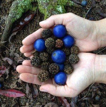 VertigoWarrior's tweet photo. At the Kauai Hindu Monastery in Hawaii, Bhagwan Ganesh is worshipped with the extremely rare cobalt blue Rudraksha https://t.co/q8yzXtTezz