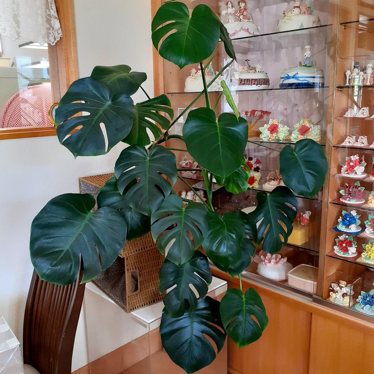 花のようなケーキ على تويتر お店をオープンした時から一緒のウンベラータ 最近 とても元気で新葉をたくさんつけてくれています お水をいつも以上にたくさんあげるのが良いのかな ウンベラータ 観葉植物 花のようなケーキ