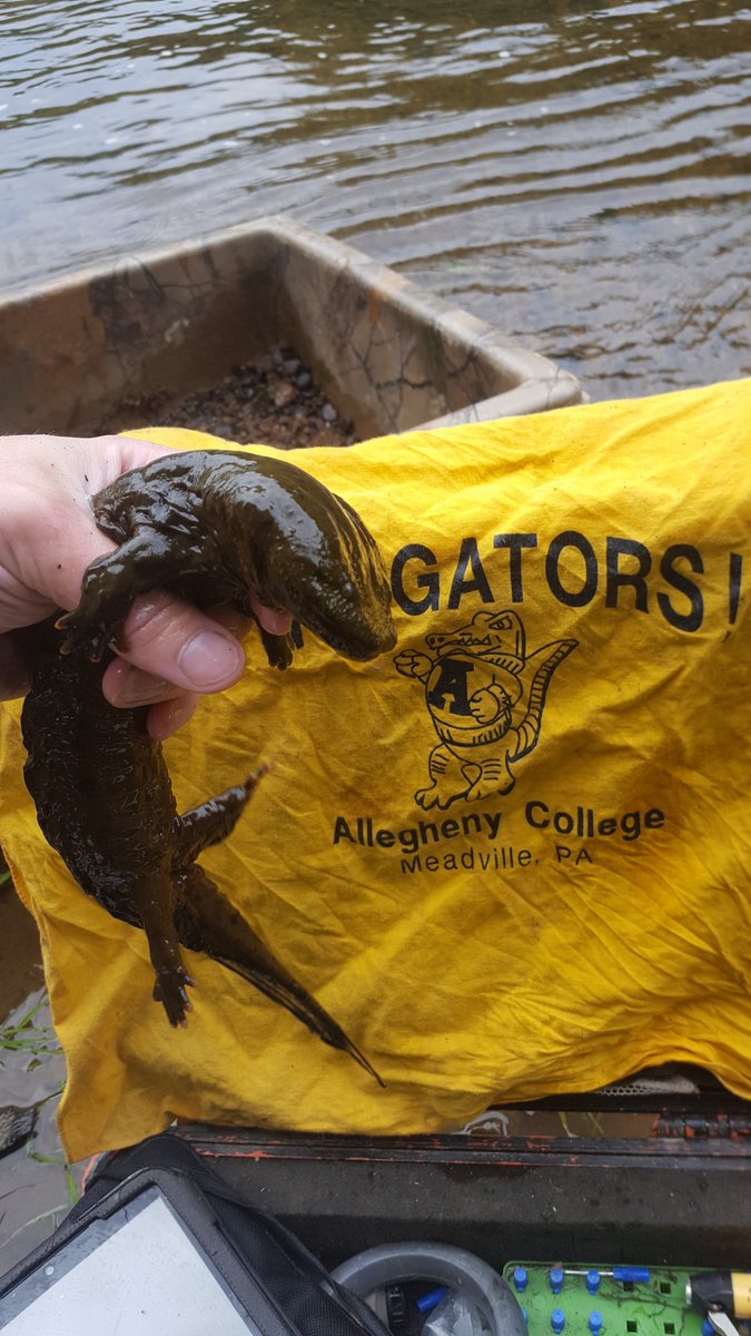 Allegheny Alligator