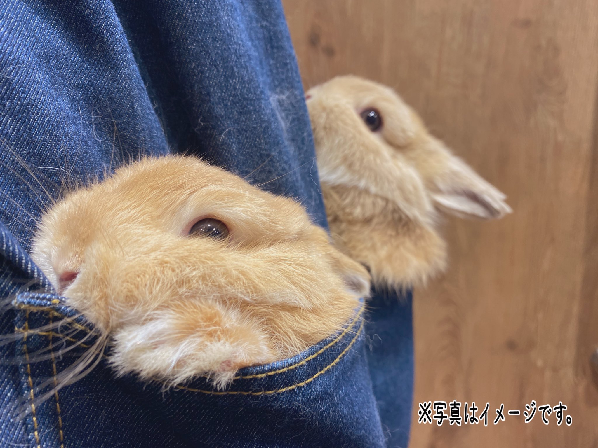 うさぎのしっぽレイクタウン店 Win Win うさぎのしっぽ レイクタウン うさぎ うさぎのいる暮らし うさぎ好きさんと繋がりたい かわいい 癒し 狭いところ好き うさちゃん大好き Win エプロン ポケット ネザーランドドワーフ もこもこ