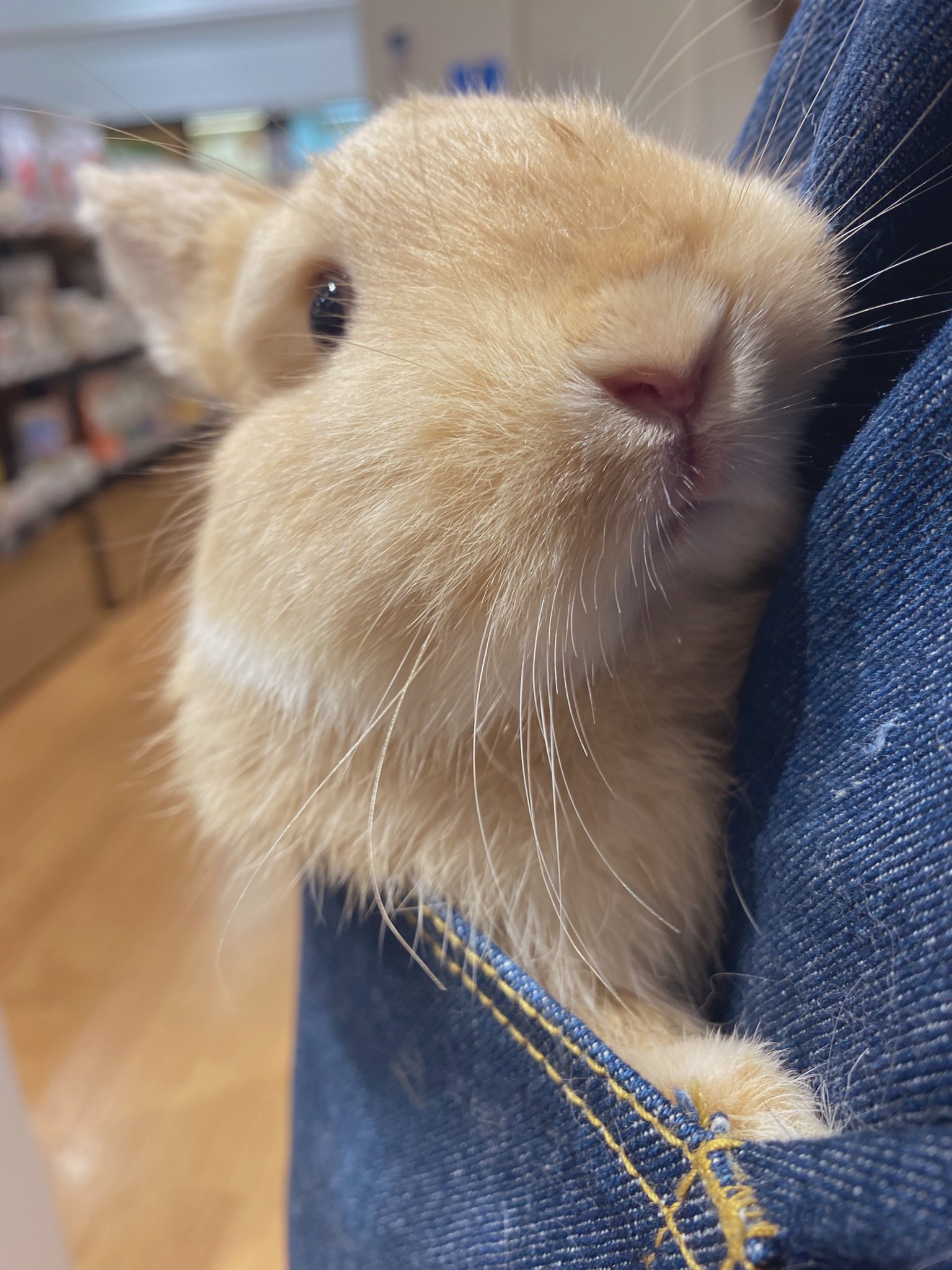 うさぎのしっぽレイクタウン店 Win Win うさぎのしっぽ レイクタウン うさぎ うさぎのいる暮らし うさぎ好きさんと繋がりたい かわいい 癒し 狭いところ好き うさちゃん大好き Win エプロン ポケット ネザーランドドワーフ もこもこ