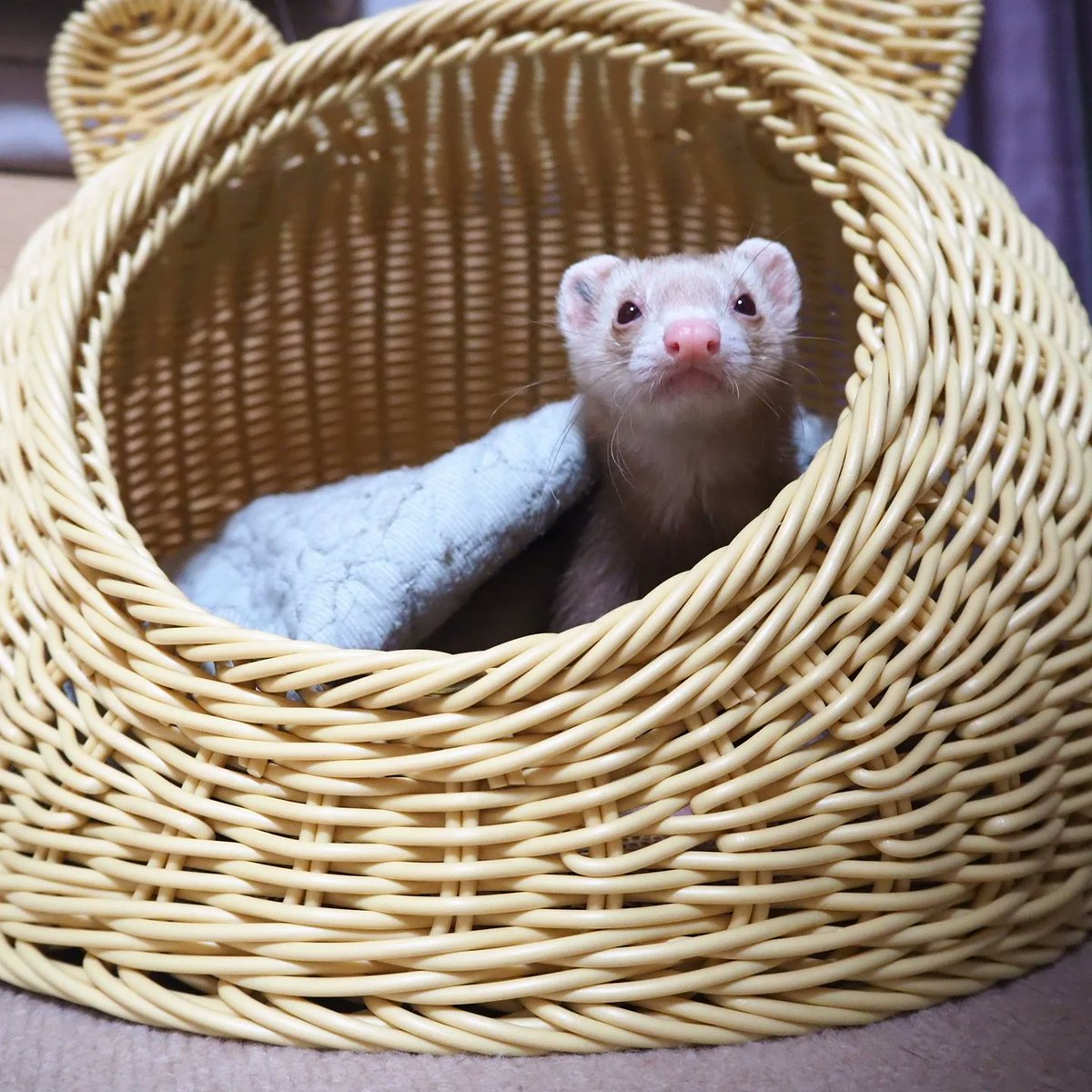 maki_ferret's tweet photo. #OCOCO #フェレット #ferret https://t.co/lsPMjPuRhg