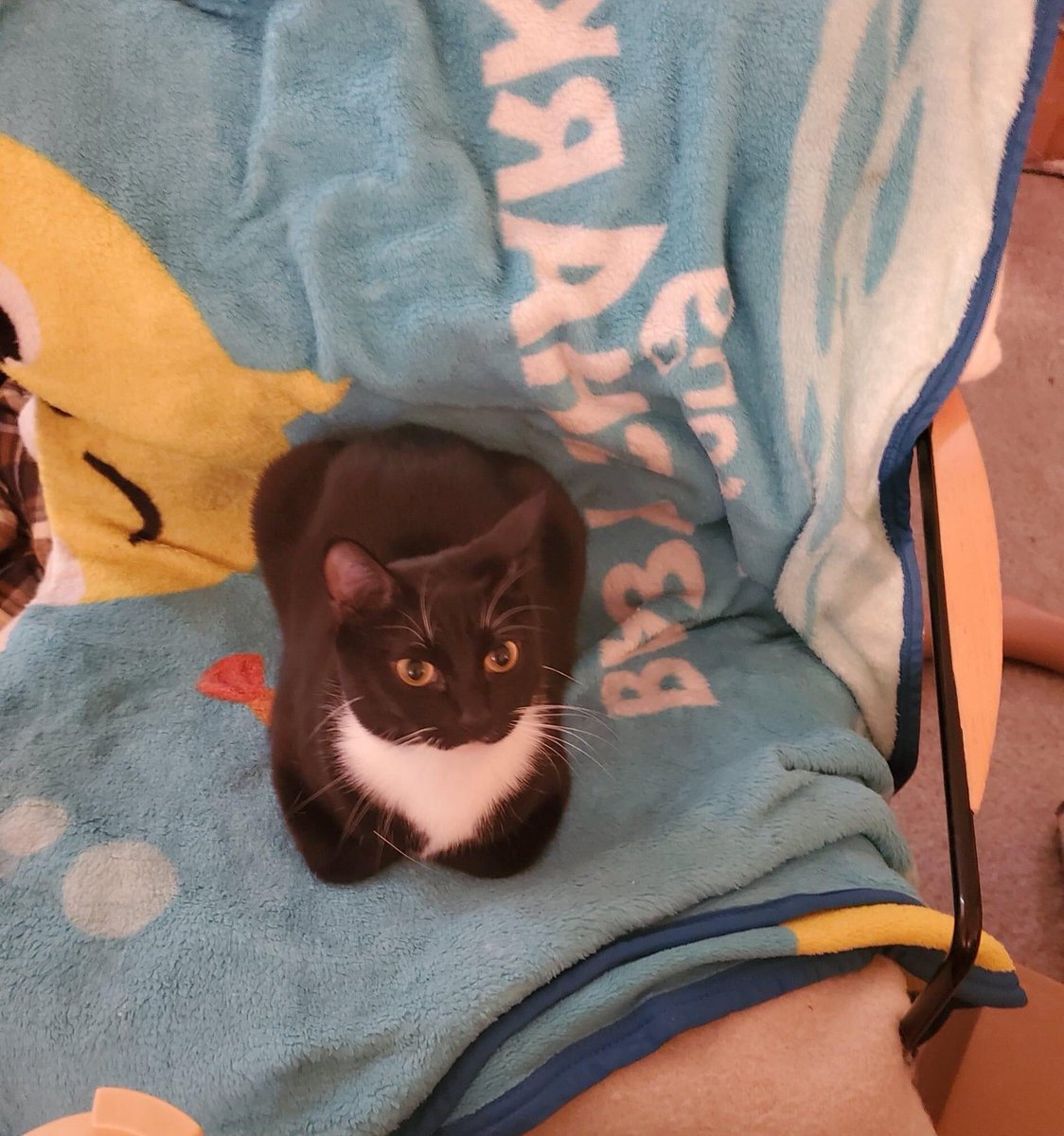 TheSuperAmanda's tweet image. It really is something I’m looking forward to too! ❤️ Twinkle is a great reading buddy so she is as well 🥰 📖