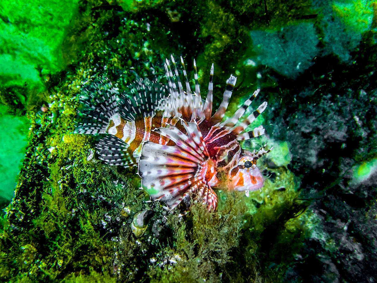 This little fella is a #LionFish (Pterois) Considered to be an invasive species  it’s also known for being a fierce hunter who takes advantage of the divers lights to find their prey, so they would often follow you around when #NightDiving #Scuba #Australia #UnderwaterPhotography