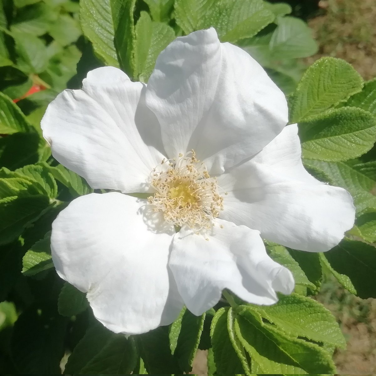 Yu1 Ka7 Stone V Twitter おはようございます 長居植物園 の シロバナハマナス 白花浜茄子 です あ ミニトマトや 大きな声で幼稚園児ちゃん 本当に美味しそう 花言葉 悲しくそして美しく 注目の競技 野球 額装のない写真展 キリトリ