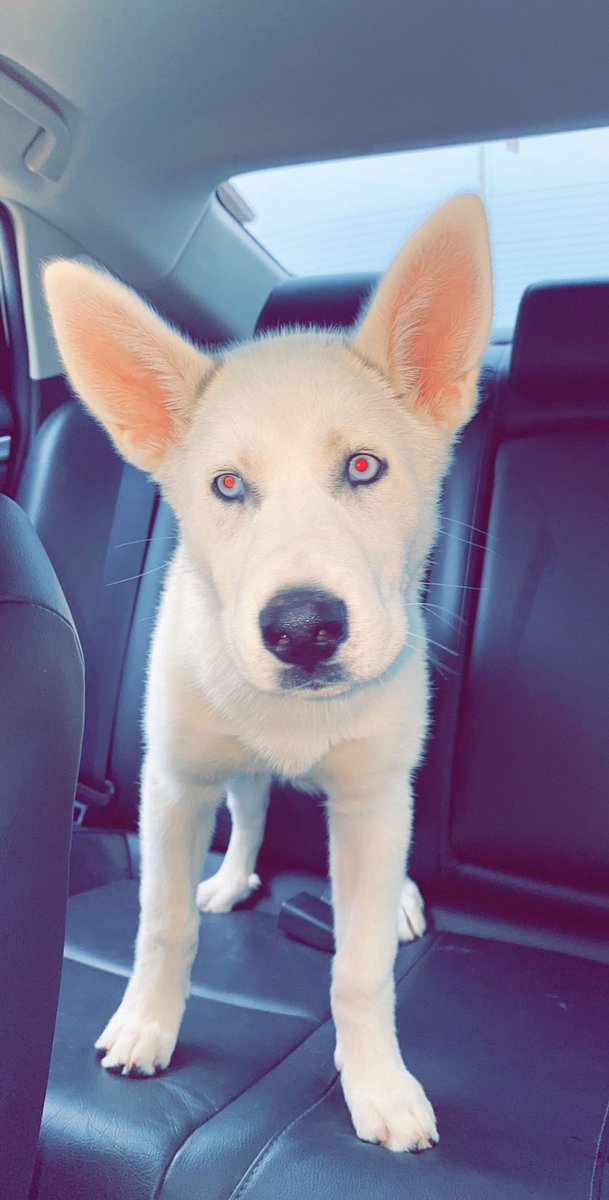 Fbu1Tk's tweet photo. Unfortunately we lost Blue this morning to an accident. It was an unfortunate situation and what hurts the most, is I wasn’t able to be there with her in the end. We had so many wonderful plans for the future. Blue was a special pup, and will be FOREVER LOVED 💙💙 https://t.co/6Y6cdVwEM2