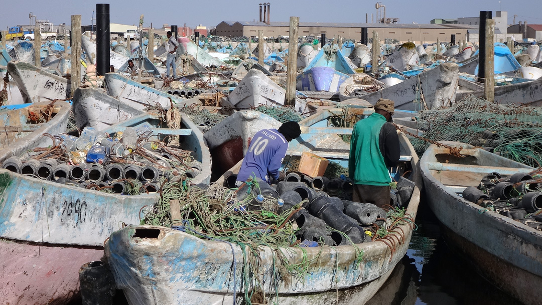 8/8は #タコの日。実は輸入品のタコの約70%は #アフリカ の