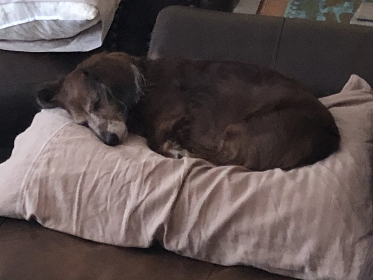 jakob_bury's tweet photo. My dog’s big accomplishment for the day was moving from the pillow to the middle of the couch. Really busy few hours, very proud of him https://t.co/bsW6XcBYMU
