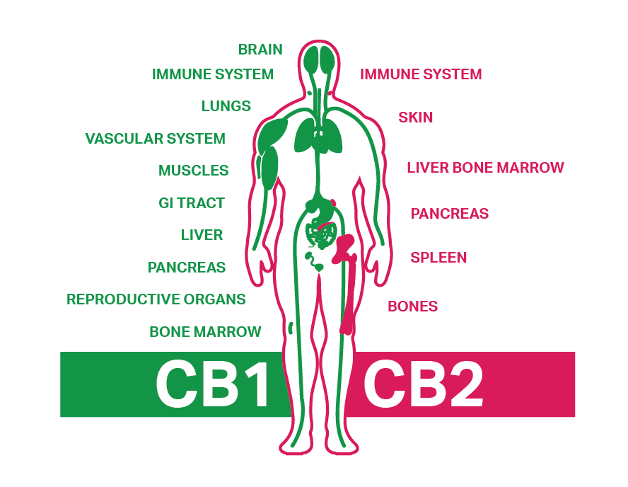 The endocannabinoid system (#ECS) is an active and complex cell signaling network. It involves a combination of #endocannabinoids, enzymes, and #cannabinoid receptors (CB1 &amp; CB2) that help regulate several functions in the human body.

medicalnewstoday.com/articles/endoc…