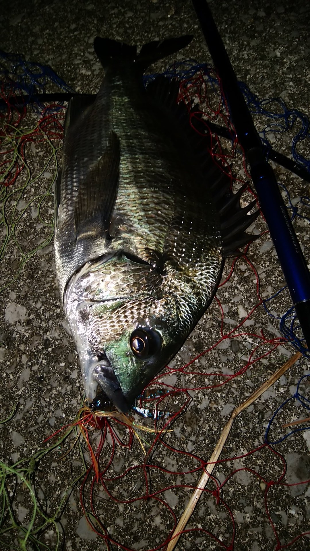 チャリンコ釣り師 本日の花見川チニング バスは今日はお休みして チニングのポイント開拓をメインに 何だかバスを始めた頃の様に色々と試行錯誤をして楽しい ショートバイトに苦しみますが 1バラしの後に37cmのチヌ 帰り際には浜田川でハゼ調査 餌は