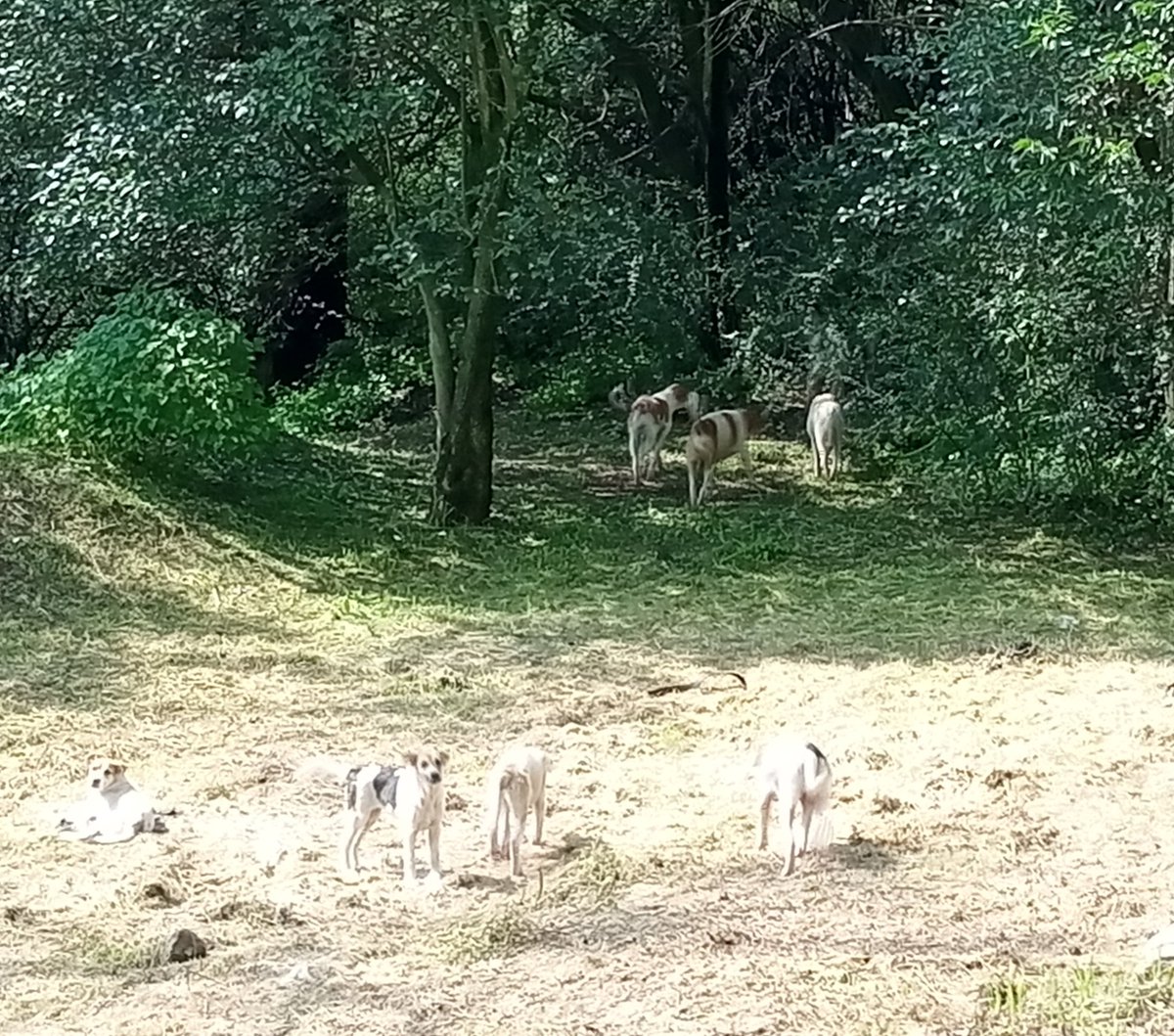 AangYogui's tweet photo. @AlcaldiaMHmx hay una manada de perros alrededor de estás coordenadas 19.4055566, -99.2126024, en el bosque de Chapultepec no parecen agresivos, sería bueno que los esterilicen y adiestren, ya que no se ven desnutridos. https://t.co/B7P88M30CB