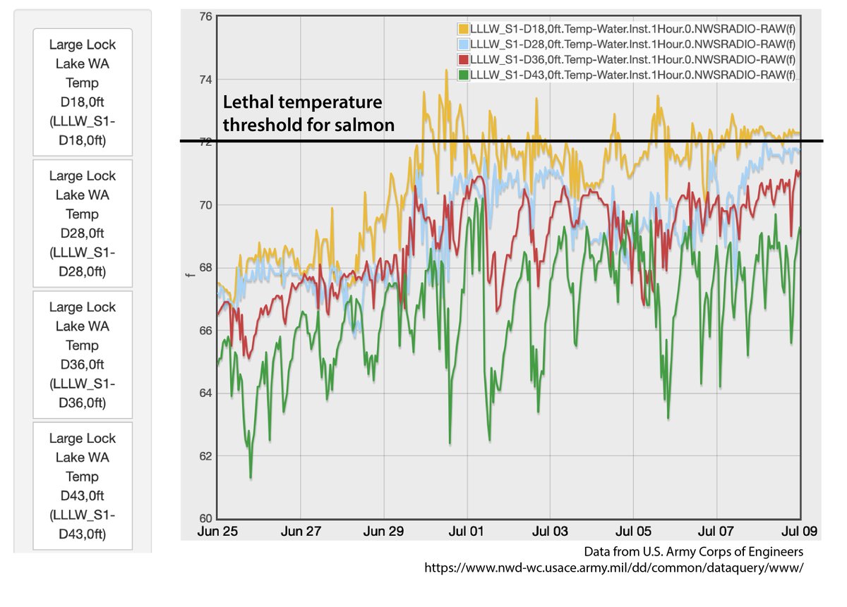 Longlivekings's tweet photo. Seattle's record heatwave in June sent water temperatures soaring: part of a long-term and devastating trend for #salmon that migrate through the Lake Washington Ship Canal. https://t.co/cFtTUeWfsy #wawx #ballardlocks https://t.co/gurIo0aH4N