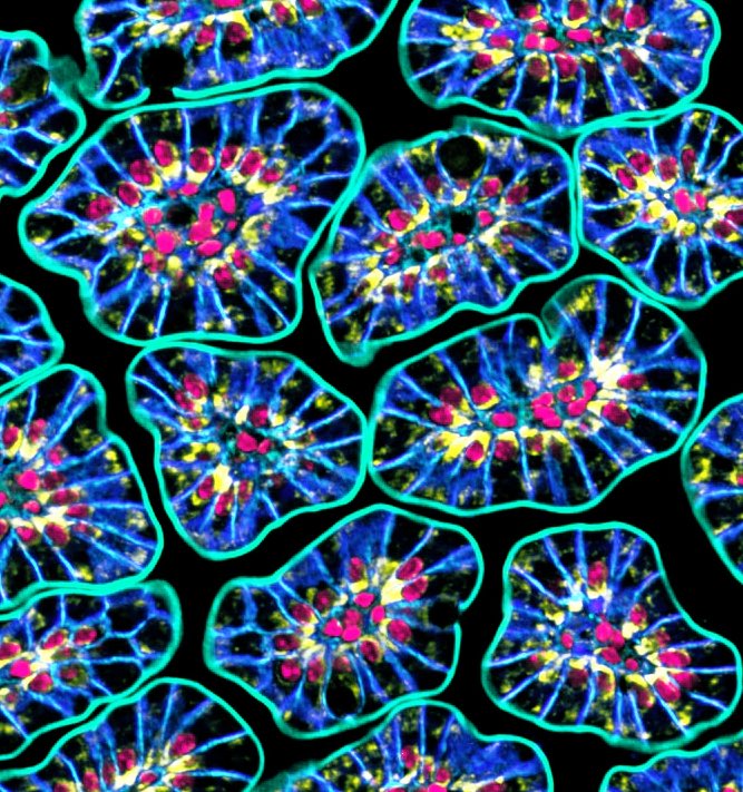 Happy #FluorescenceFriday! Cross section of 🐭 villi stained for actin in teal, p120 in blue and mitochondria in yellow. Nuclei are magenta. #bioart #sciart #microscopy