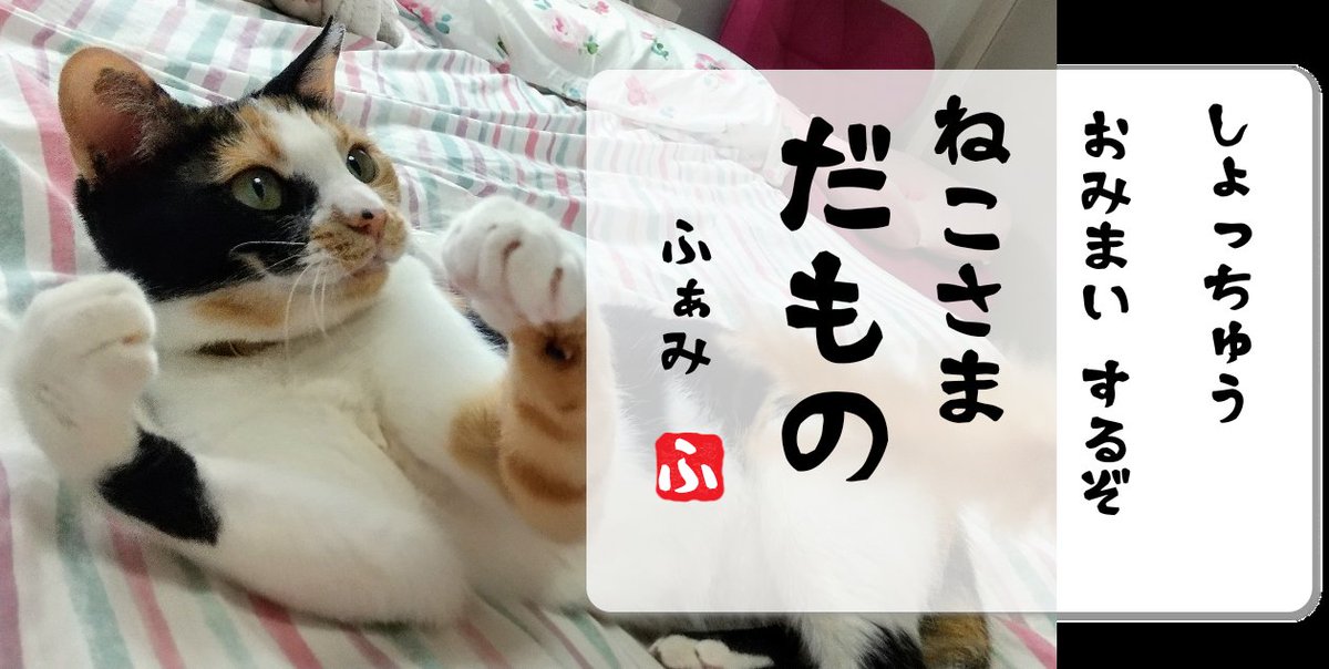 ✧︎ 猫さま専用 ✧︎ 猫さま専用 ✧︎ ✧︎